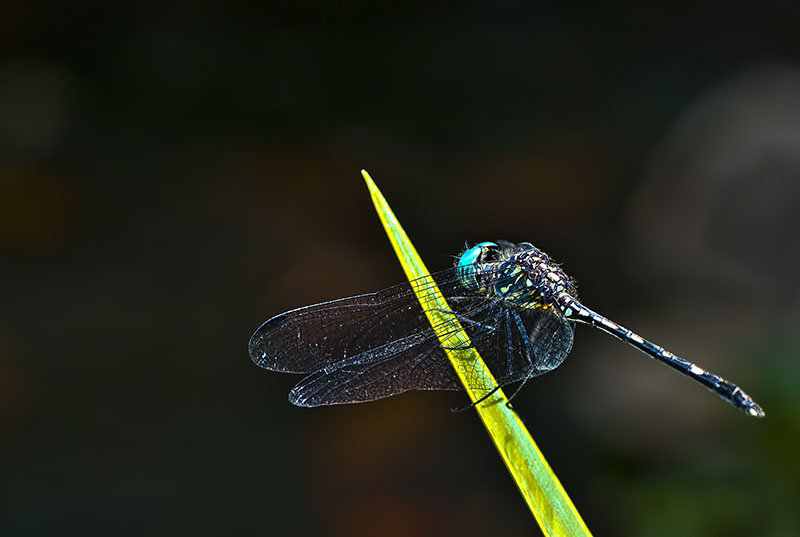 Como fazer fotografia Macro - Safari no jardim 2 663525libelula azul1 blog | Arte | fotografia, insetos, macro